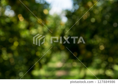 Business concept nature revolves around citrus orchard orange tree are growing, vibrant fruit organic lush leaves creating stunning background, green blur garden of thriving crop ripe laden branches 127884986