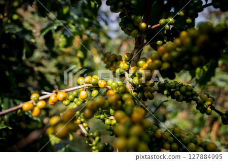Farmer concept harvest ripe coffee seed robusta arabica berry close up fresh green leaf bean picking orange crop red yellow berries raw plant tree smart farm growth blur background eco organic garden Farmer concept harvest ripe coffee seed robusta arabica berry close up fresh green leaf bean picking orange crop red yellow berries raw plant tree smart farm growth blur background eco organic garden 127884995