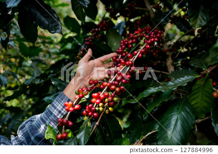 Farmer concept hand harvest ripe coffee seed robusta arabica berry close up fresh green leaf bean picking orange crop red yellow berries raw plant tree farm growth blur background eco organic garden Farmer concept hand harvest ripe coffee seed robusta arabica berry close up fresh green leaf bean picking orange crop red yellow berries raw plant tree farm growth blur background eco organic garden 127884996