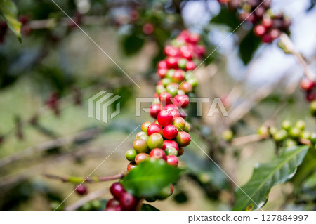 Farmer concept harvest ripe coffee seed robusta arabica berry close up fresh green leaf bean picking orange crop red yellow berries raw plant tree smart farm growth blur background eco organic garden Farmer concept harvest ripe coffee seed robusta arabica berry close up fresh green leaf bean picking orange crop red yellow berries raw plant tree smart farm growth blur background eco organic garden 127884997