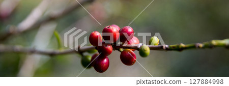 Farmer concept harvest ripe coffee seed robusta arabica berry close up fresh green leaf bean picking orange crop red yellow berries raw plant tree smart farm growth blur background eco organic garden Farmer concept harvest ripe coffee seed robusta arabica berry close up fresh green leaf bean picking orange crop red yellow berries raw plant tree smart farm growth blur background eco organic garden 127884998
