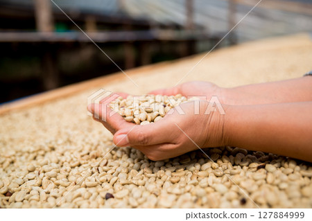 Farmer concept hand harvest ripe coffee seed robusta arabica berry close up fresh green leaf bean picking orange crop red yellow berries raw plant tree farm growth blur background eco organic garden Farmer concept hand harvest ripe coffee seed robusta arabica berry close up fresh green leaf bean picking orange crop red yellow berries raw plant tree farm growth blur background eco organic garden 127884999