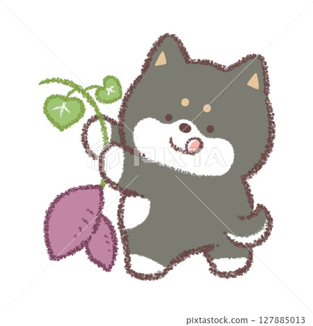 黑柴犬挖土豆 127885013