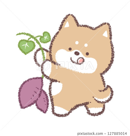 柴犬挖馬鈴薯 柴犬挖馬鈴薯 127885014