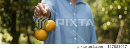 Business farm ripe orange concept farmer hand pick nature fruit citrus orchard mandarin tree growing organic lush leaves background green vibrant garden crop leaf laden branches plant close up growth Business farm ripe orange concept farmer hand pick nature fruit citrus orchard mandarin tree growing organic lush leaves background green vibrant garden crop leaf laden branches plant close up growth 127885057