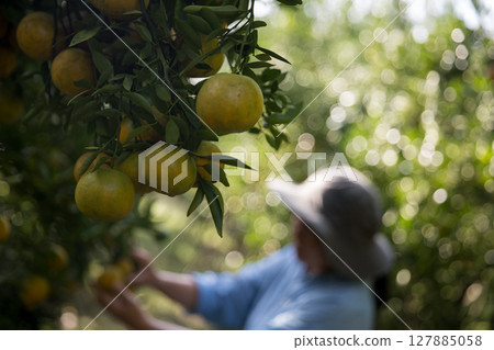 Business farm ripe orange concept farmer hand pick nature fruit citrus orchard mandarin tree growing organic lush leaves background green vibrant garden crop leaf laden branches plant close up growth Business farm ripe orange concept farmer hand pick nature fruit citrus orchard mandarin tree growing organic lush leaves background green vibrant garden crop leaf laden branches plant close up growth 127885058