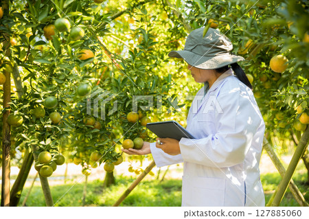 Business farm ripe orange concept farmer hand pick nature fruit citrus orchard mandarin tree growing organic lush leaves background green vibrant garden crop leaf laden branches plant close up growth Business farm ripe orange concept farmer hand pick nature fruit citrus orchard mandarin tree growing organic lush leaves background green vibrant garden crop leaf laden branches plant close up growth 127885060