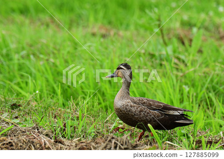 A spot-billed duck standing on a footpath 127885099