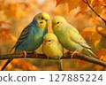 "Budgerigars huddled together in the autumn sunshine" 127885224