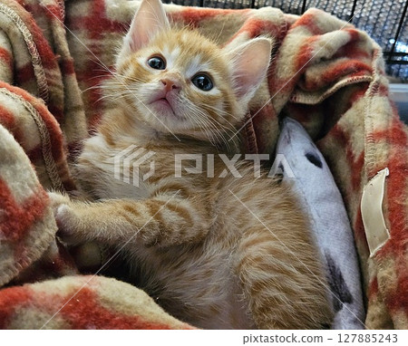 Kitten looking up while relaxing 127885243