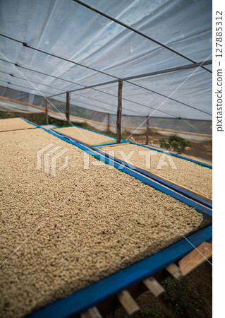 Farmer concept harvest ripe coffee seed robusta arabica berry close up fresh green leaf bean picking orange crop red yellow berries raw plant tree smart farm growth blur background eco organic garden Farmer concept harvest ripe coffee seed robusta arabica berry close up fresh green leaf bean picking orange crop red yellow berries raw plant tree smart farm growth blur background eco organic garden 127885312