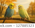 "Friendly Budgerigars on an Afternoon Drenched in Autumn Leaves" 127885323