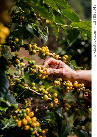 Farmer concept harvest ripe coffee seed robusta arabica berry close up fresh green leaf bean picking orange crop red yellow berries raw plant tree smart farm growth blur background eco organic garden 127885348