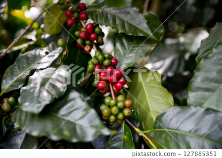 Farmer concept harvest ripe coffee seed robusta arabica berry close up fresh green leaf bean picking orange crop red yellow berries raw plant tree smart farm growth blur background eco organic garden 127885351