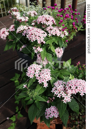 五星級花種植和盆栽 五星級花種植和盆栽 127885398