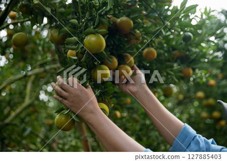 Business farm ripe orange concept farmer hand pick nature fruit citrus orchard mandarin tree growing organic lush leaves background green vibrant garden crop leaf laden branches plant close up growth Business farm ripe orange concept farmer hand pick nature fruit citrus orchard mandarin tree growing organic lush leaves background green vibrant garden crop leaf laden branches plant close up growth 127885403
