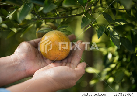 Business farm ripe orange concept farmer hand pick nature fruit citrus orchard mandarin tree growing organic lush leaves background green vibrant garden crop leaf laden branches plant close up growth Business farm ripe orange concept farmer hand pick nature fruit citrus orchard mandarin tree growing organic lush leaves background green vibrant garden crop leaf laden branches plant close up growth 127885404