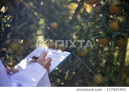 Business farm ripe orange concept farmer hand pick nature fruit citrus orchard mandarin tree growing organic lush leaves background green vibrant garden crop leaf laden branches plant close up growth Business farm ripe orange concept farmer hand pick nature fruit citrus orchard mandarin tree growing organic lush leaves background green vibrant garden crop leaf laden branches plant close up growth 127885405