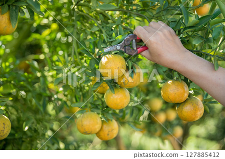 Business farm ripe orange concept farmer hand pick nature fruit citrus orchard mandarin tree growing organic lush leaves background green vibrant garden crop leaf laden branches plant close up growth 127885412