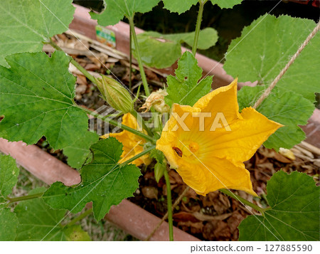 西葫蘆花 仲夏時節在家庭花園中種植的一種夏季蔬菜，西葫蘆花 — 特寫 127885590