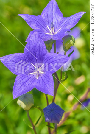 秋天風鈴草的七種草本 秋天風鈴草的七種草本 127885737