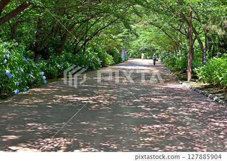 繡球花盛開的山坡 127885904
