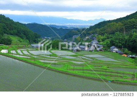 Rice terraces in Hosokawa, Asuka Village 127885923