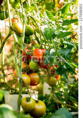 Smart farming techniques hydroponic salad vegetables technology tomato red green ensuring fresh sustainable produce agriculture promotes healthy eating support farmer living local community non gmo 127886003