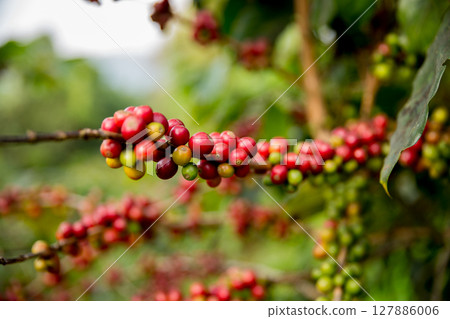 Farmer concept harvest fruit ripe coffee seed robusta arabica berry close up fresh green leaf bean picking orange crop red yellow berries raw plant tree farm growth blur background eco organic garden 127886006