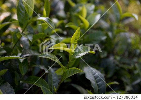 Business concept centers around fresh green tea reap background leaves organic farm with banner lush garden healthy plant tree leaves eco herbal farmer blur leaf plantation Freshness herbal natural 127886014