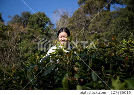 Business concept centers around fresh green tea reap background leaves organic farm with banner lush garden healthy plant tree leaves eco herbal farmer blur leaf plantation Freshness herbal natural 127886016