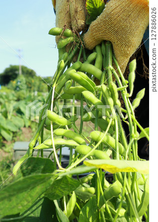 收穫的毛豆 127886026