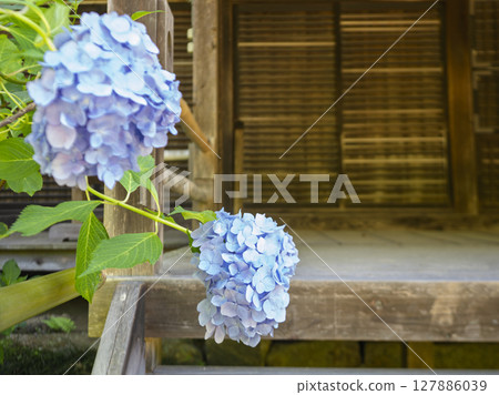 初夏寺院內盛開的繡球花 127886039