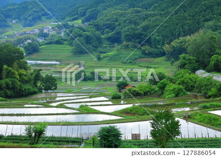 Rice terraces in Inabuchi, Asuka Village 127886054