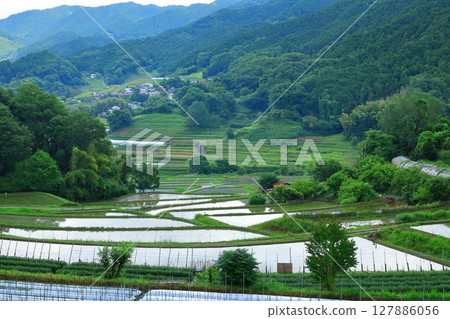 Rice terraces in Inabuchi, Asuka Village 127886056