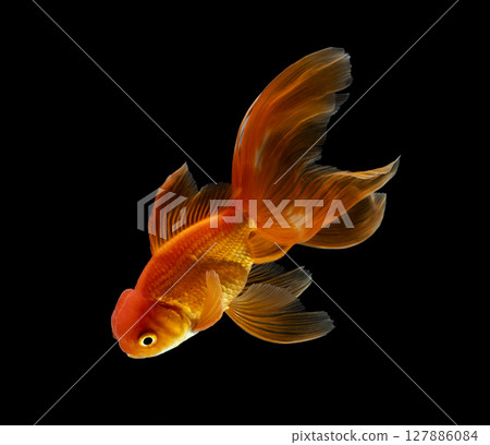 goldfish isolated on a dark black background. different colorful Carassius auratus in the aquarium goldfish isolated on a dark black background. different colorful Carassius auratus in the aquarium 127886084