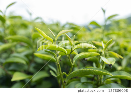 Green tea leaf in the morning, tea plantation Green tea leaf in the morning, tea plantation 127886098