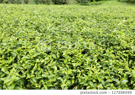 Green tea leaf in the morning, tea plantation 127886099