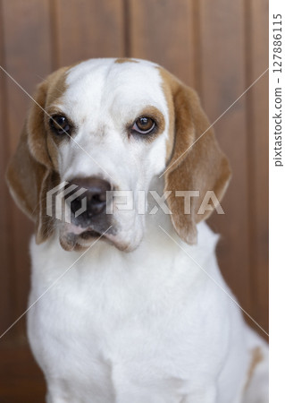 small cute beagle puppy dog looking up small cute beagle puppy dog looking up 127886115