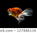 goldfish isolated on a dark black background. different colorful Carassius auratus in the aquarium 127886116