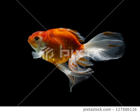 goldfish isolated on a dark black background. different colorful Carassius auratus in the aquarium 127886116