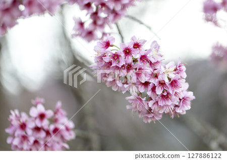 Wild Himalayan Cherry (Prunus cerasoides) or thai sakura flower 127886122