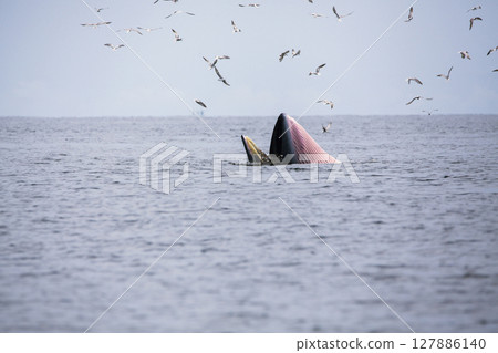 Bryde's whale, Eden's whale, Eating fish at gulf of Thailand 127886140