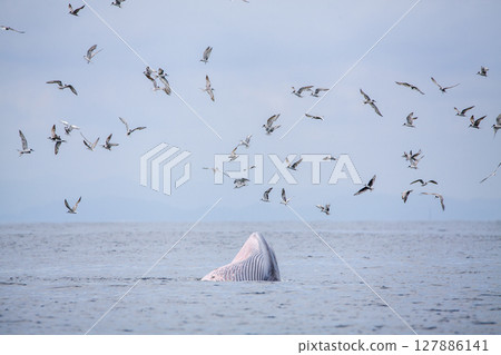 Bryde's whale, Eden's whale, Eating fish at gulf of Thailand 127886141