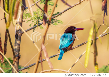 The common kingfisher (Alcedo atthis)the Eurasian kingfisher, and river kingfisher, is a small kingfishe The common kingfisher (Alcedo atthis)the Eurasian kingfisher, and river kingfisher, is a small kingfishe 127886154
