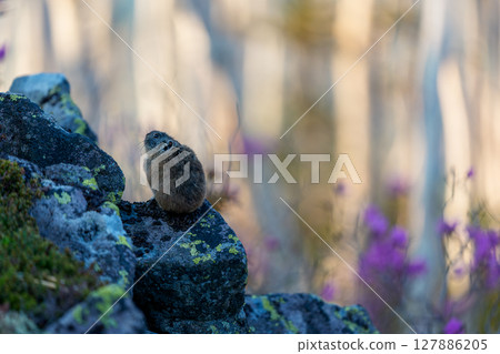 坐在岩石上的鼠兔 127886205