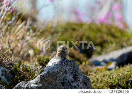 Pika sitting on a rock Pika sitting on a rock 127886206