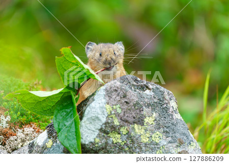 A pika holding a leaf in its mouth 127886209