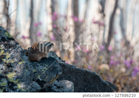 坐在岩石上的鼠兔 127886210