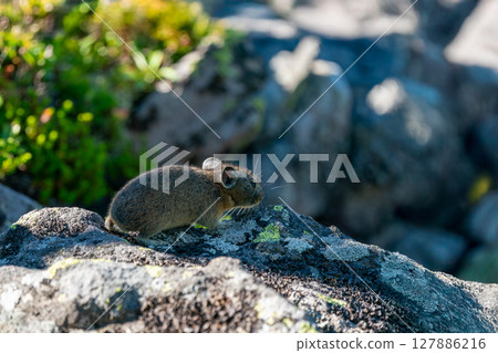 Pika sitting on a rock 127886216